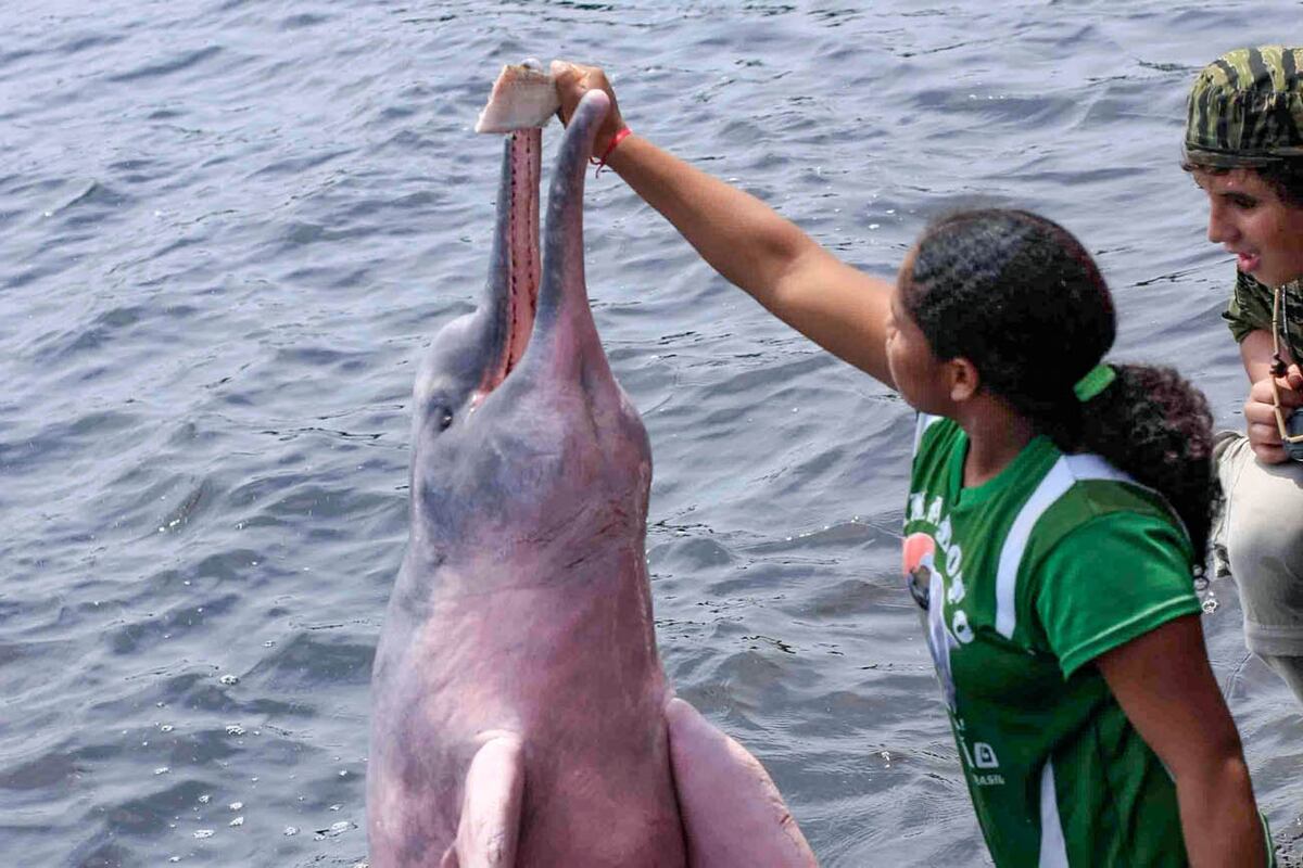 Delfines rosados. Pueden pesar hasta 185 kilos y medir más de dos metros.