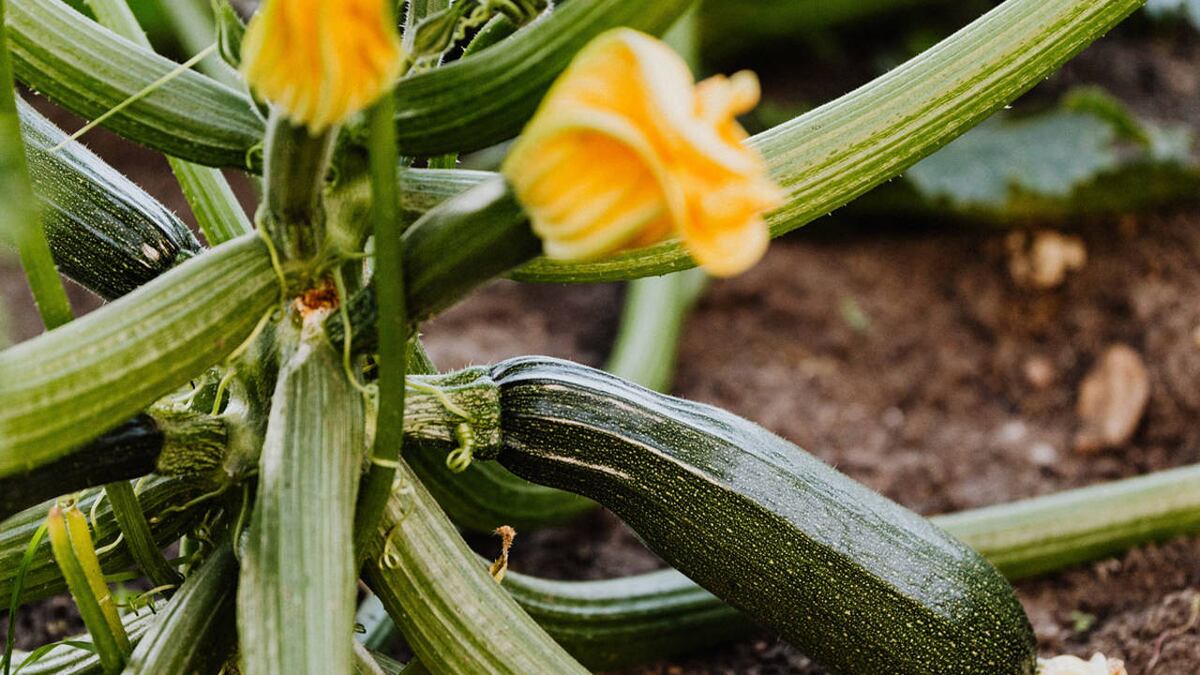 Las plantas de huerta que se siembran en septiembre.