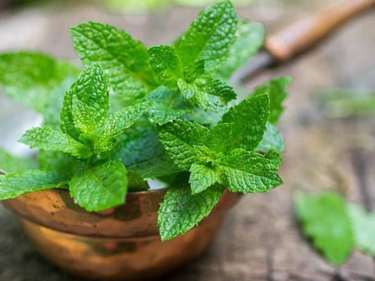 La solución natural y definitiva para las cucarachas: descubrí la planta que las ahuyenta