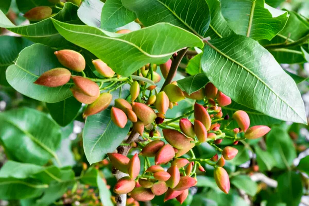 El pistacho es un fruto seco verde y ovalado, protegido por una cáscara dura y ligeramente abierta. (Freepik)