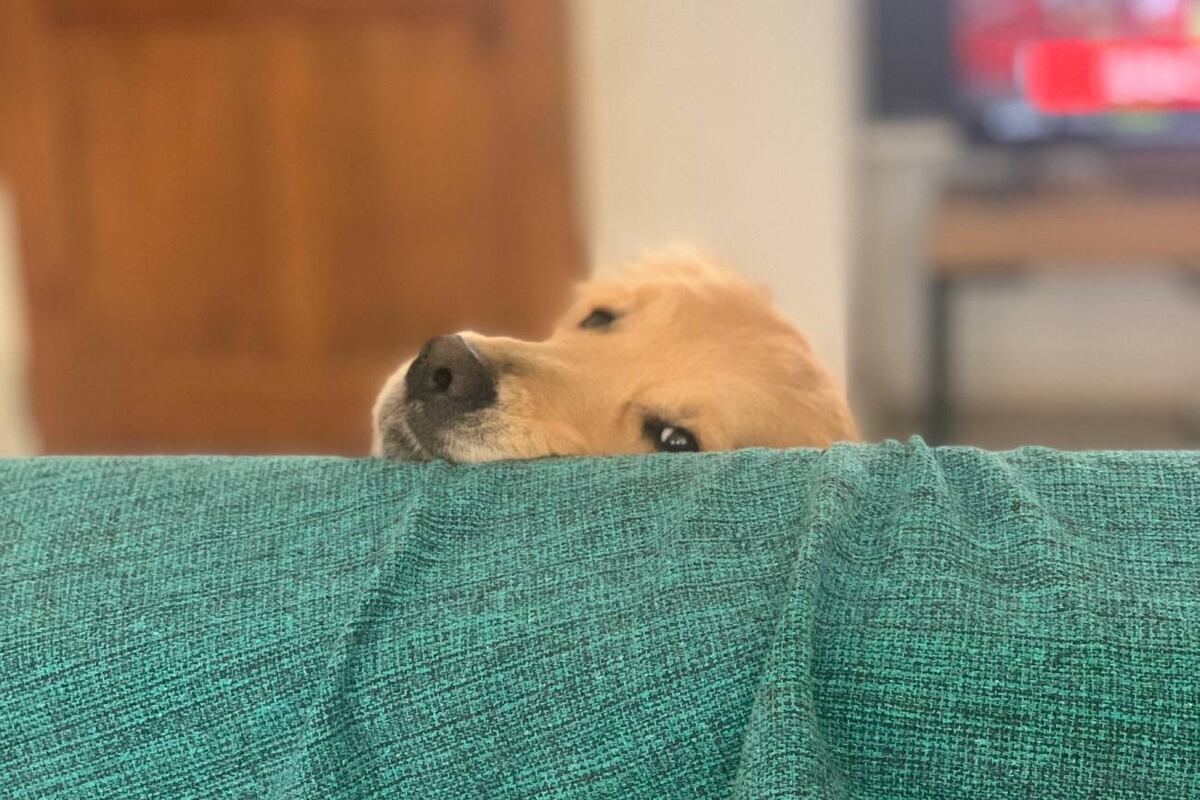 Cuatro consejos para cuidar a las mascotas en invierno