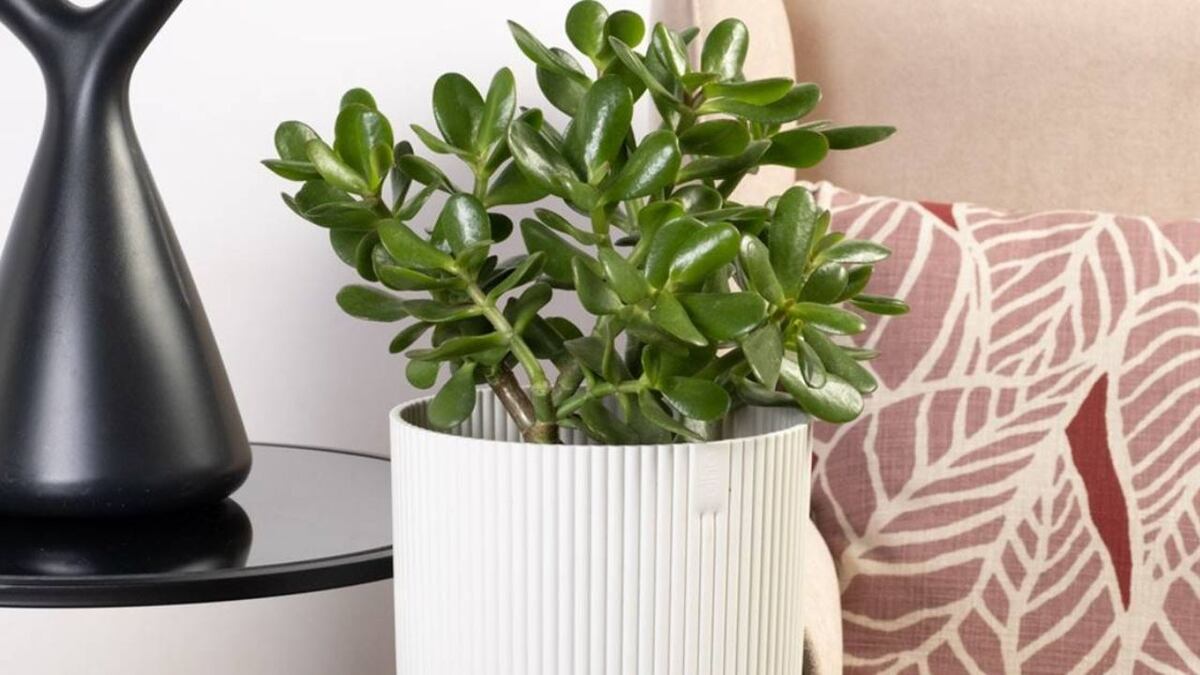 El árbol de jade, una de las plamtas claves según el Feng Shui para atraer abundancia