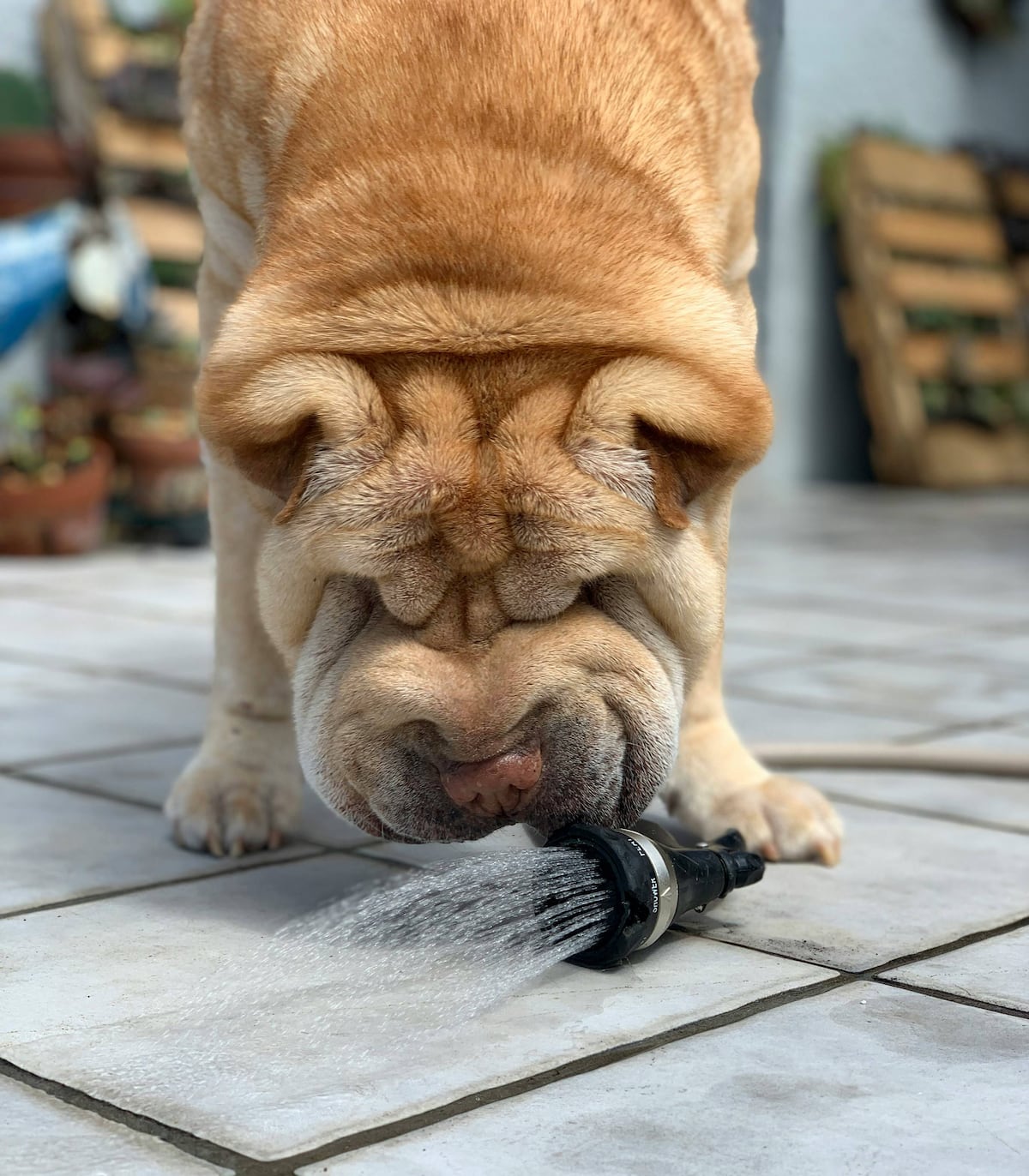 Detrás de su aspecto singular y sus característicos pliegues, el Shar Pei esconde un perro equilibrado y muy leal. (Unsplash)