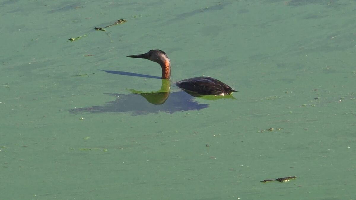 Las aguas del lago San Roque, tapizadas de verde por algas. Un fenómeno que se repite cada año. (Gentileza Luis Tórtolo)