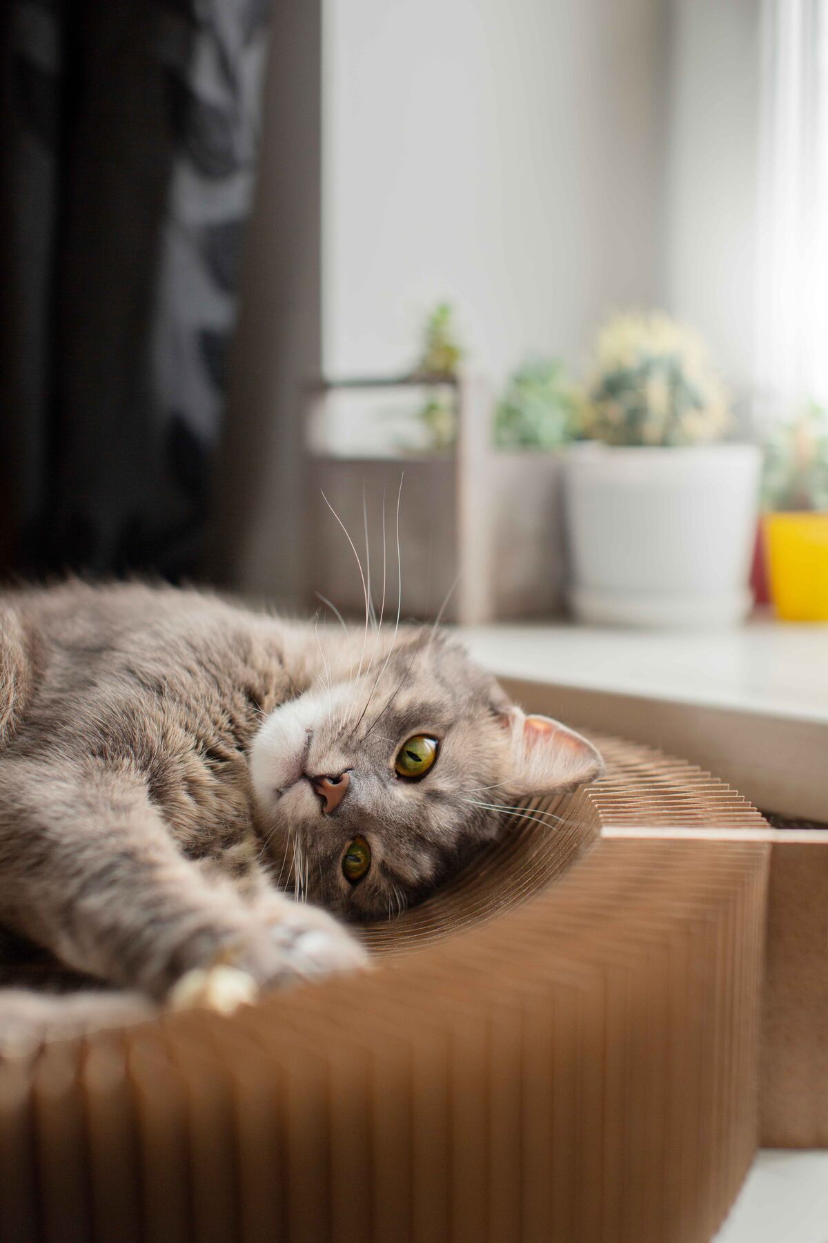 Todos los 20 de febrero se celebra el Día del Gato y en Argentina la preferencia por los felinos en los hogares es una tendencia que crece. (Freepik)
