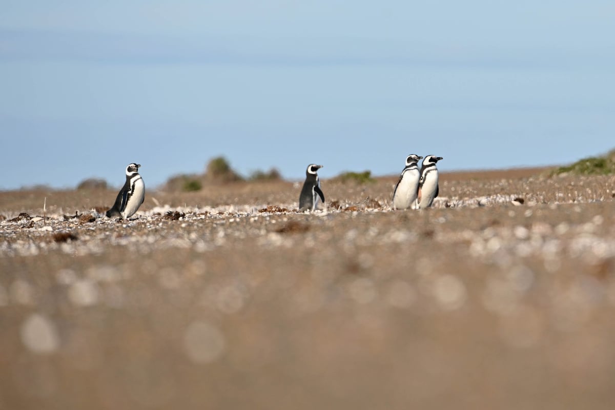 Los primeros pingüinos de Magallanes de la temporada comenzaron a llegar a la costa chubutense. (Télam/Jonas Maxi)