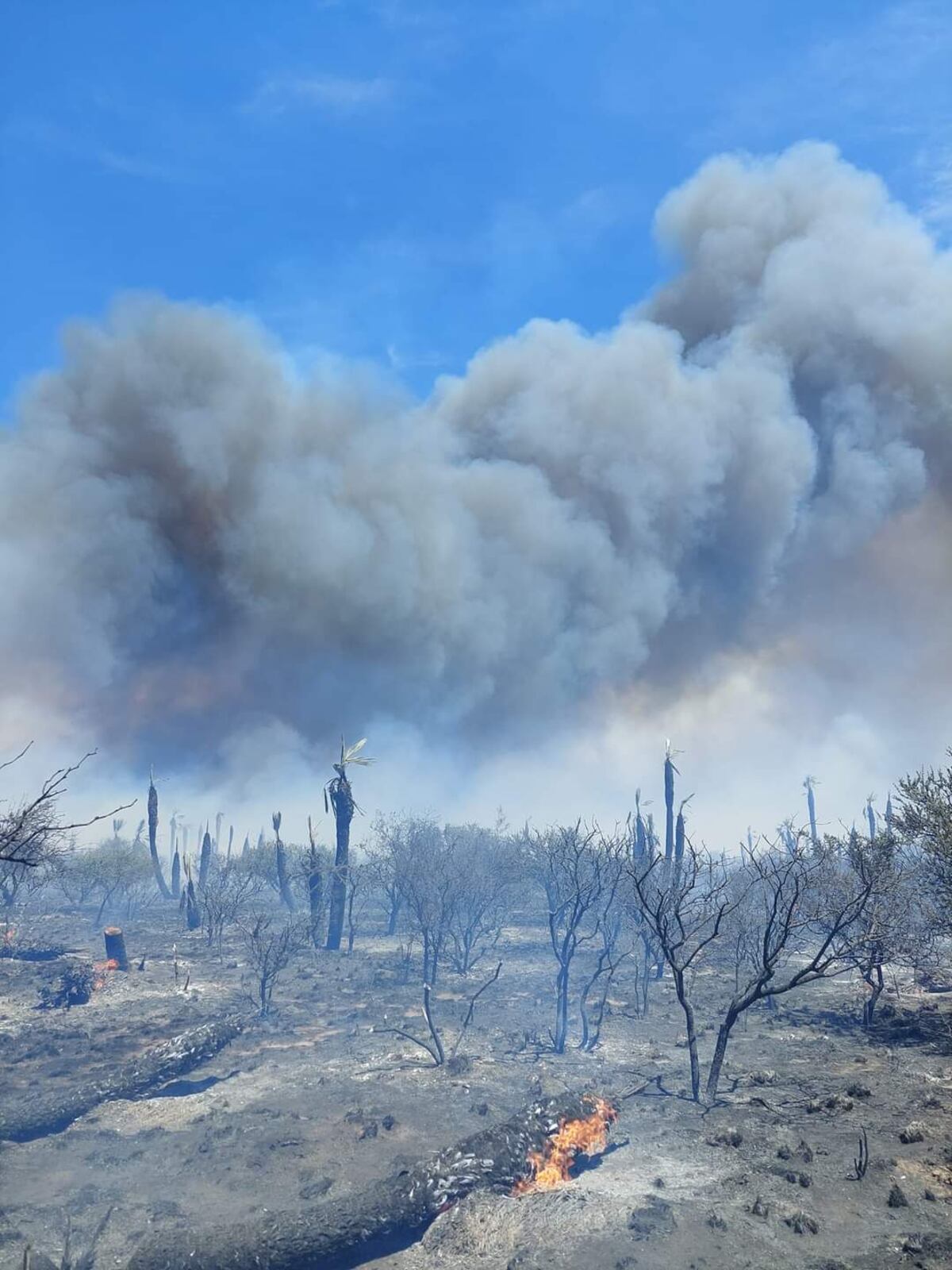 Lo que queda tras el paso del fuego. Cenizas. humo y monte arrasado. (Gentileza Miguel Atala)