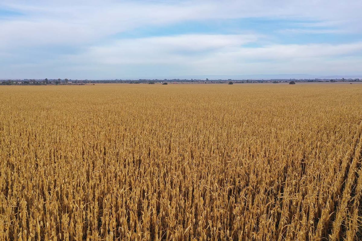 Según Nicola, pese a los contratiempos, la actividad en 2022 dejó un cierre muy bueno, con ventas concretadas y demanda de campos agrícolas