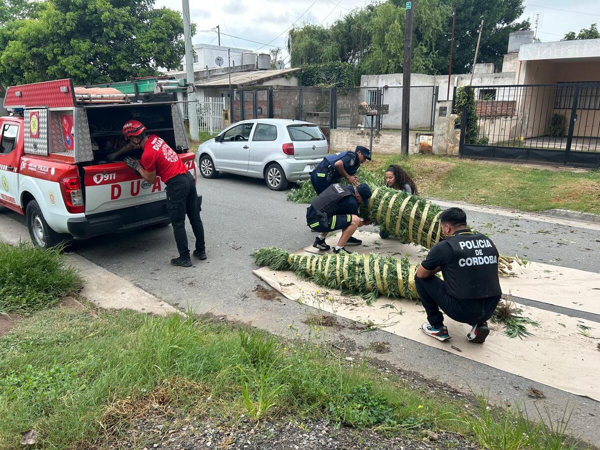 Allanamientos con secuestros de drogas y armas. (Policía)