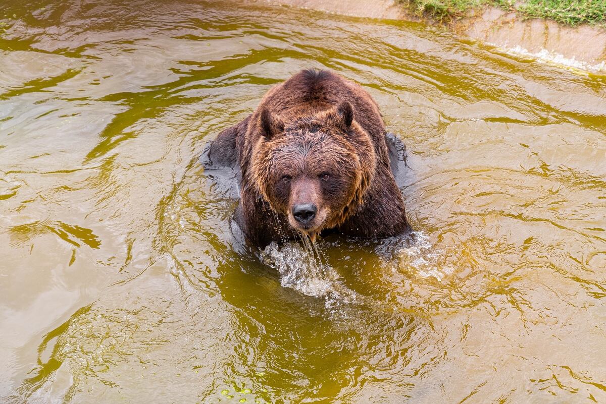 El oso Koda del Parque de la Biodiversidad. (Municipalidad de Córdoba)