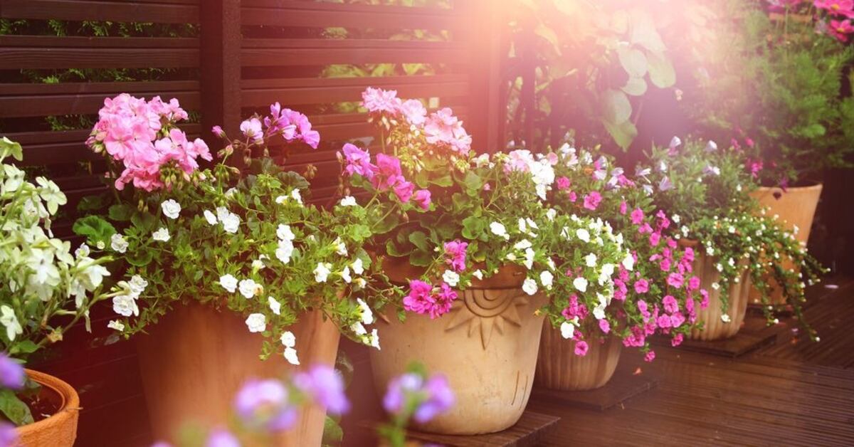 El error más común al regar las plantas en verano y cómo evitarlo