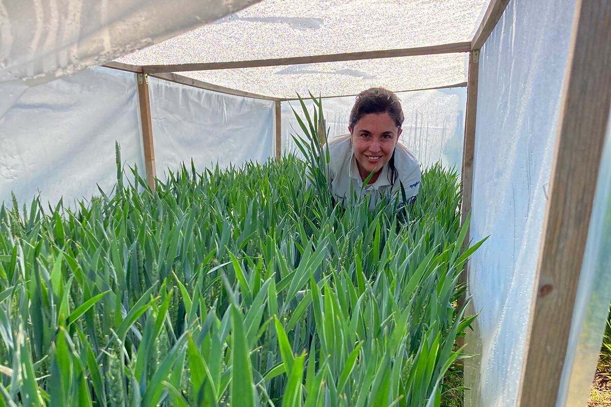 INVESTIGADORA. Constanza Carrera, en el laboratorio de ecofisiología en la Universidad de Lérida, España. (Gentileza Constanza Carrera)