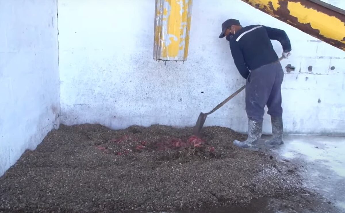 Un operario de El Pilato mezcla la carne de cerdo triturada con sustrato de maní. Luego de unos 90 días, se obtiene un abono orgánico. (Gentileza Inta Córdoba)