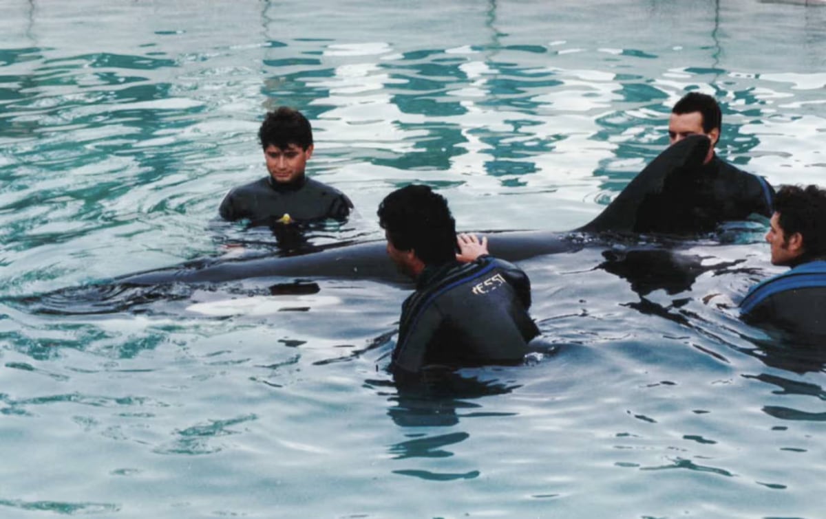 Kshamenk en la piscina médica en proceso de rehabilitación. Año 1992. (Gentileza. Mundo Marino)