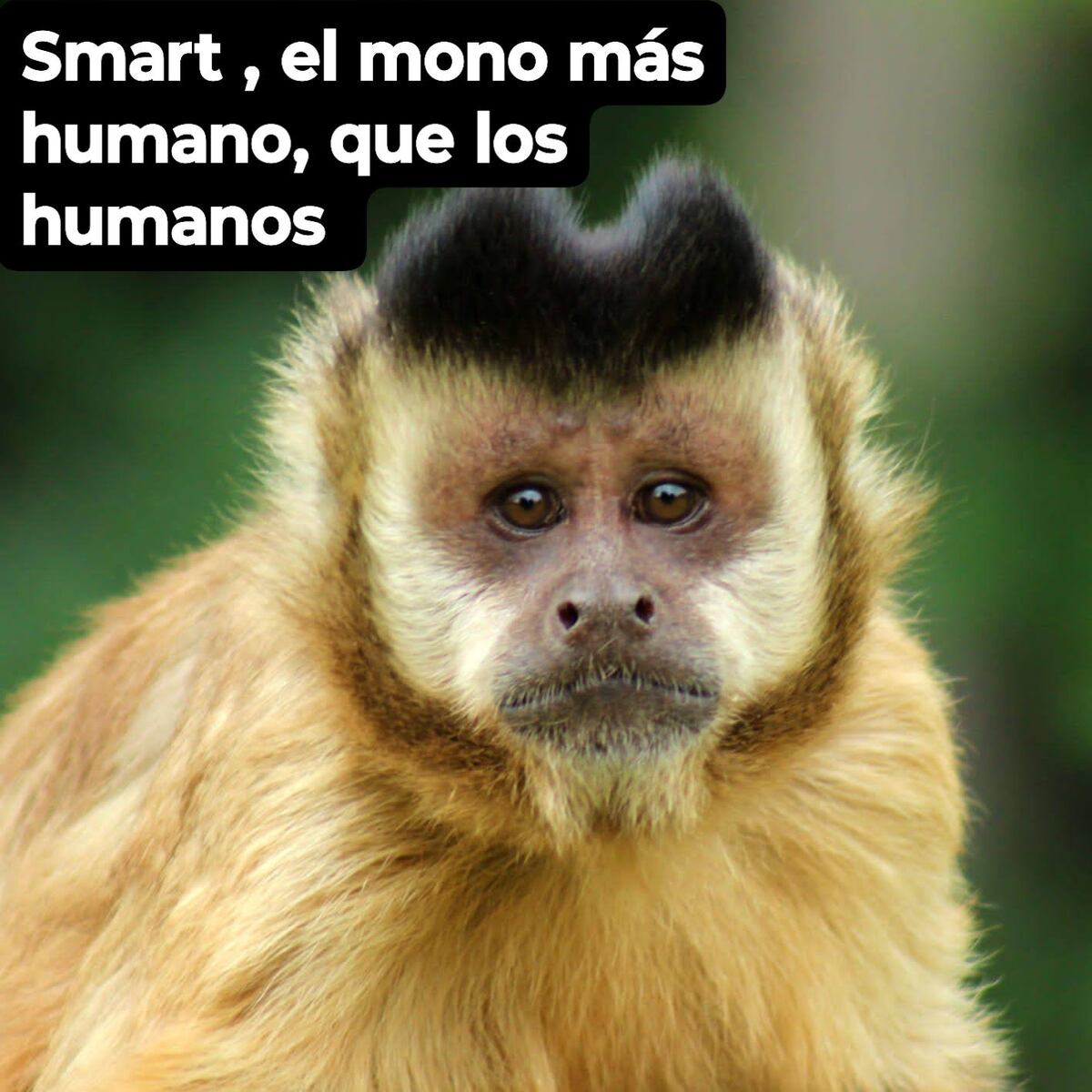 Murió Smart, el mono del santuario Carayá en La Cumbre (Facebook).