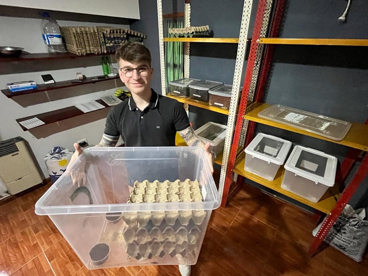 Nuevos alimentos: cómo es el proyecto para producir harinas de grillos en Río Cuarto