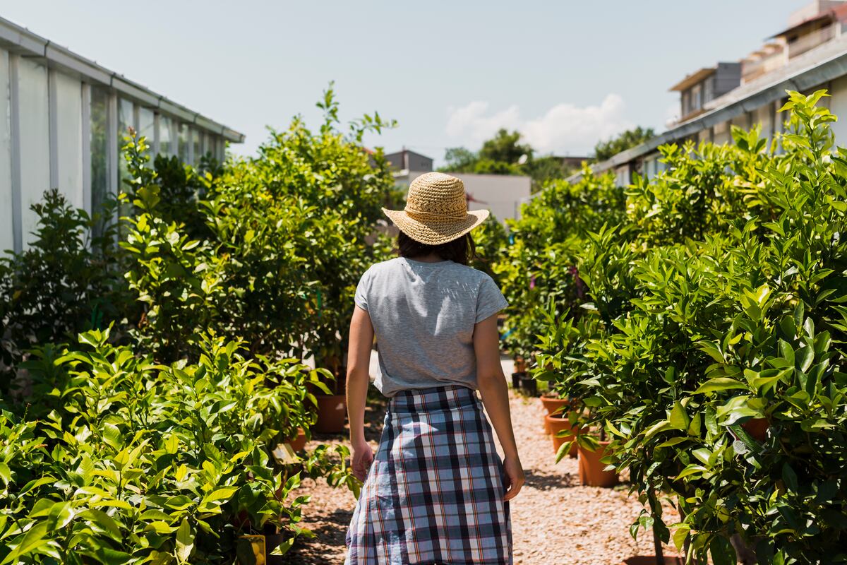 Poco cuidado, frutos todo el año y raíces que no levantan el piso: el árbol ideal para tu casa