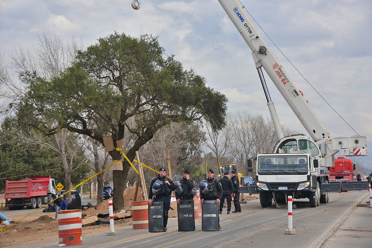 Trasladan el quebracho de la Avenida Luchesse. (Pedro Castillo / La Voz)