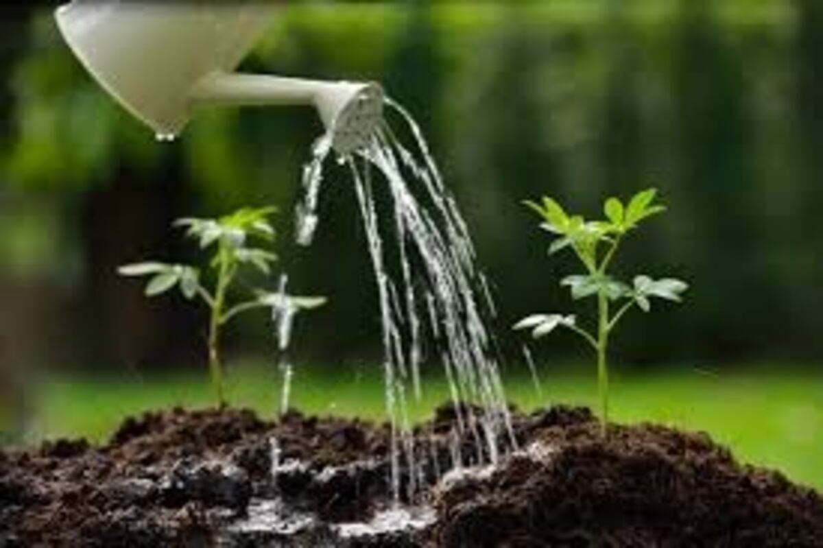 ¿Agua fría o tibia? La temperatura clave para regar las plantas y evitar el estrés