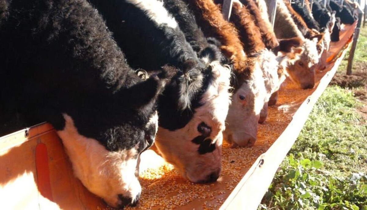 Actualmente, reponer un vientre nuevo preñado cuesta en promedio 1,7 millones de pesos, mientras que una vaca liviana (400 kg) con destino a faena se comercializa en torno a $1.900 por kilo, lo que equivale a aproximadamente el 45% del costo de reposición. (Archivo / La Voz).