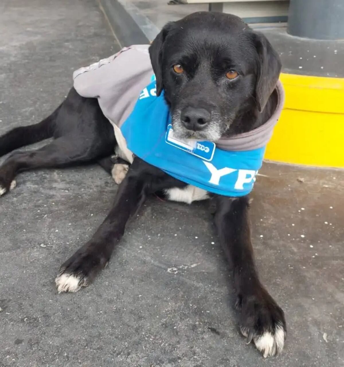 Perrito playero en la estación de La Puerta en Córdoba. (Diario del Pueblo)