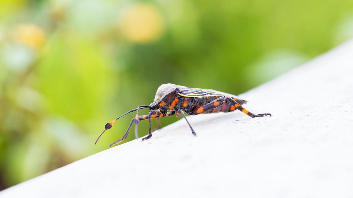 No relajar los controles por el chagas