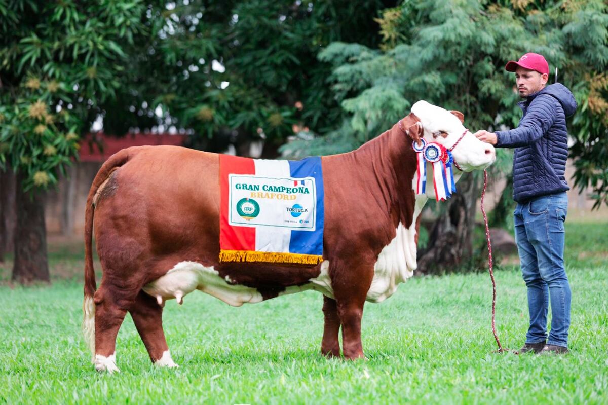 GRAN CAMPEONA. Luján, la reproductora Braford nacida en la cabaña La Dominga obtuvo el mayor precio de la raza Braford en la mayor exposición ganadera en Paraguay. (Gentileza cabaña La Dominga)