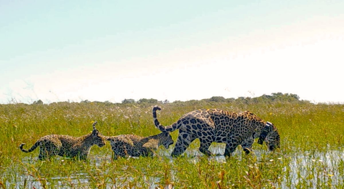 Yaguaretés en el Iberá.