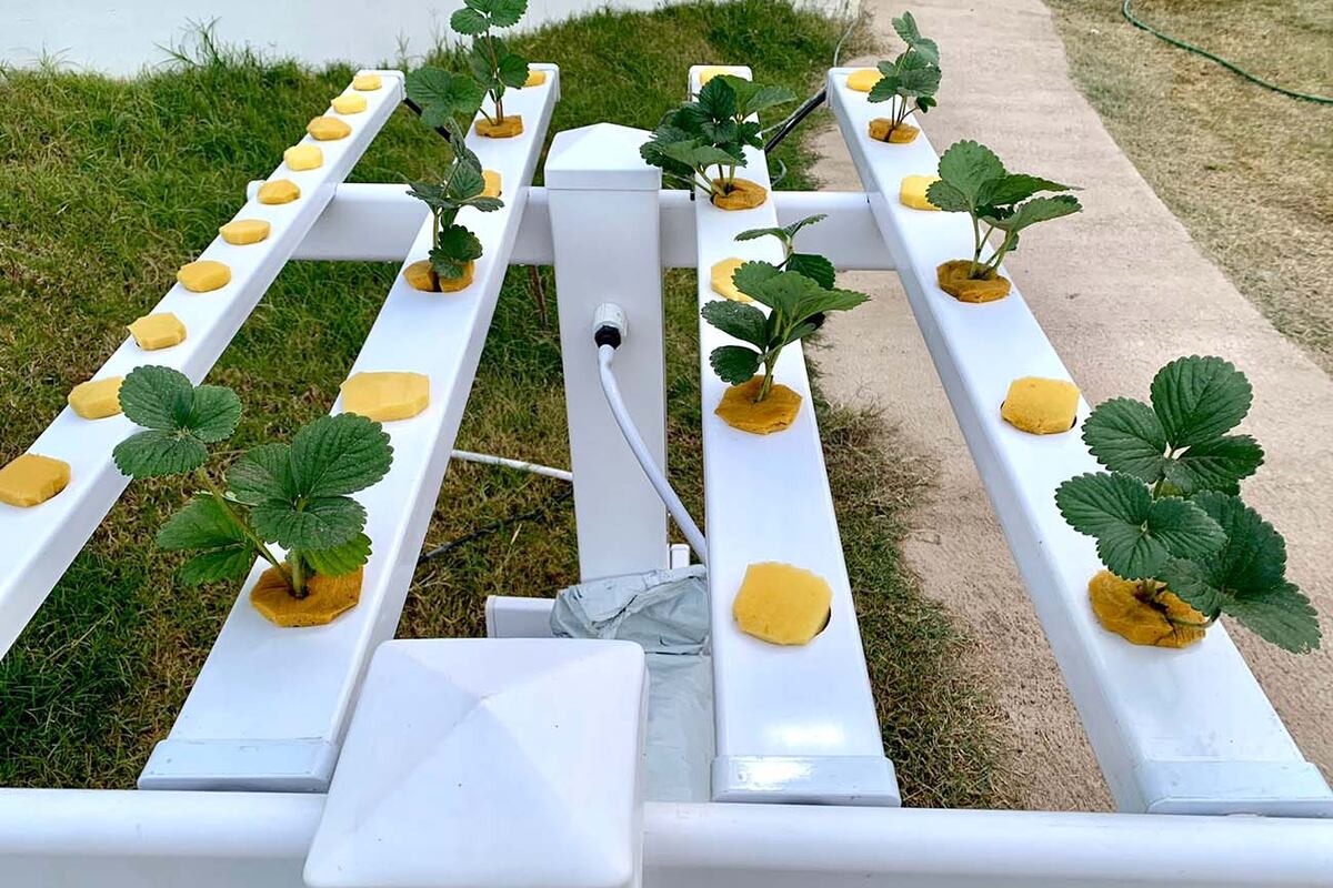 Primeras pruebas de frutillas hidropónicas en Egeo.