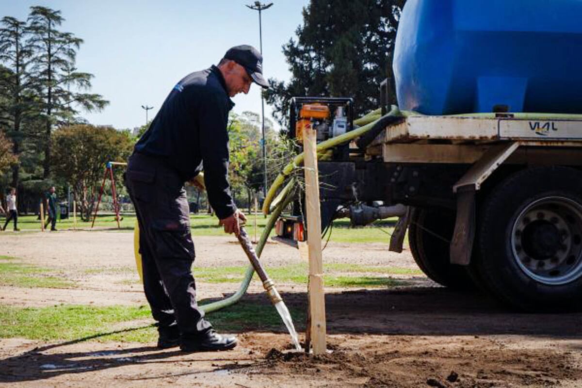 Cada árbol puede absorber entre 10 y 30 kilos de CO₂.