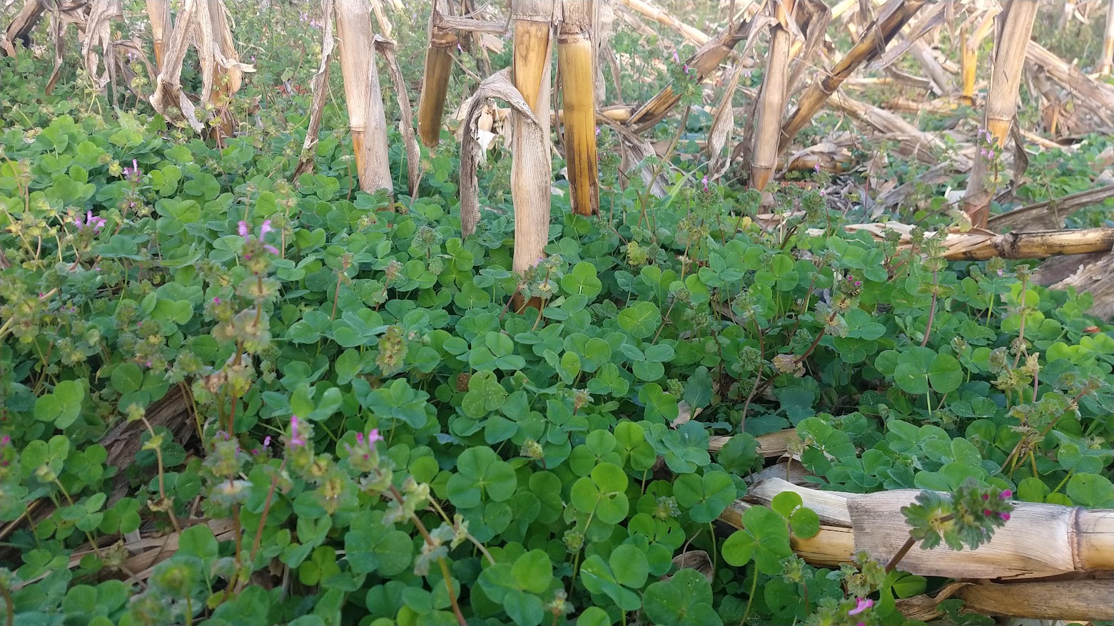 AMBIENTE. Lote con maíz sembrado con cultivo de cobertura. (Gentileza Lucas Andreoni)