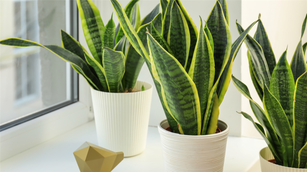 La Sansevieria eses una de las especies decorativas más resistentes.