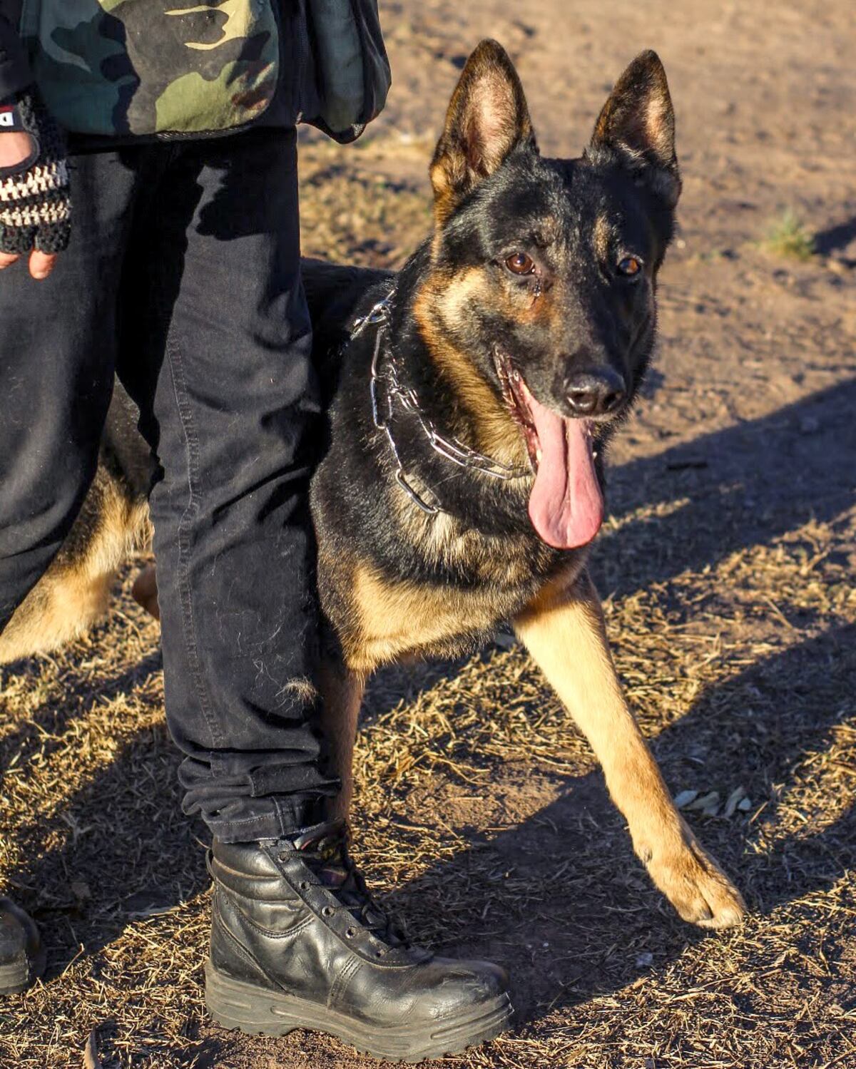 Se retiró Juez, el perro más veterano de la Brigada Canina de Policía Ambiental. (policiaambientalcba en Instagram)