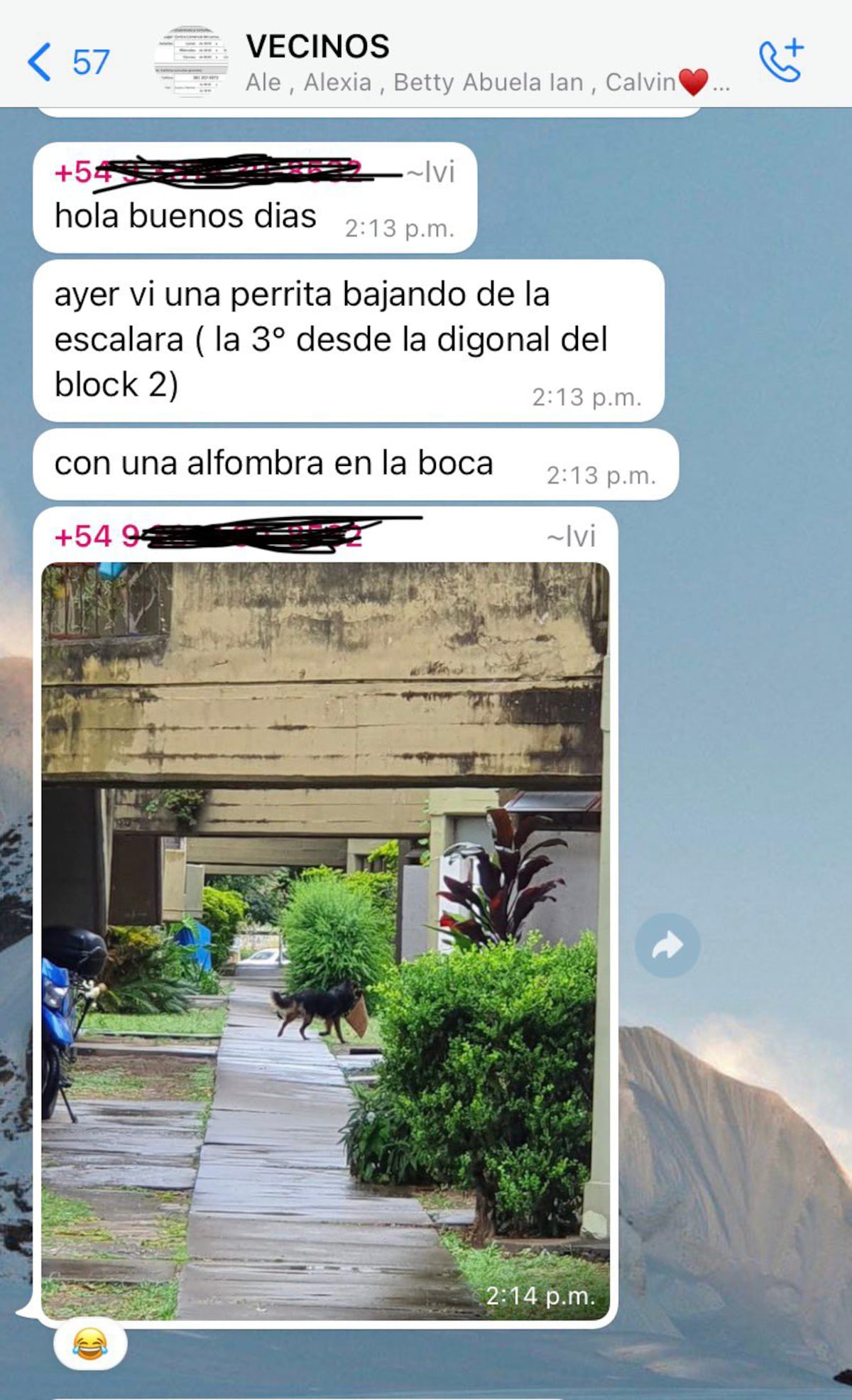 El chat que compartió @MartuHaustein2 en Twitter.