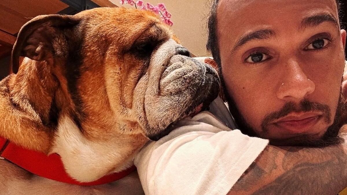 Roscoe, el bulldog que cambió la vida de Lewis Hamilton: de mascota fiel a estrella de la Fórmula 1 y embajador del veganismo