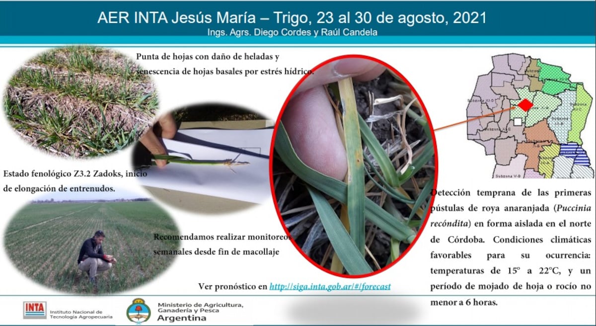 Informe Inta Roya anaranjada