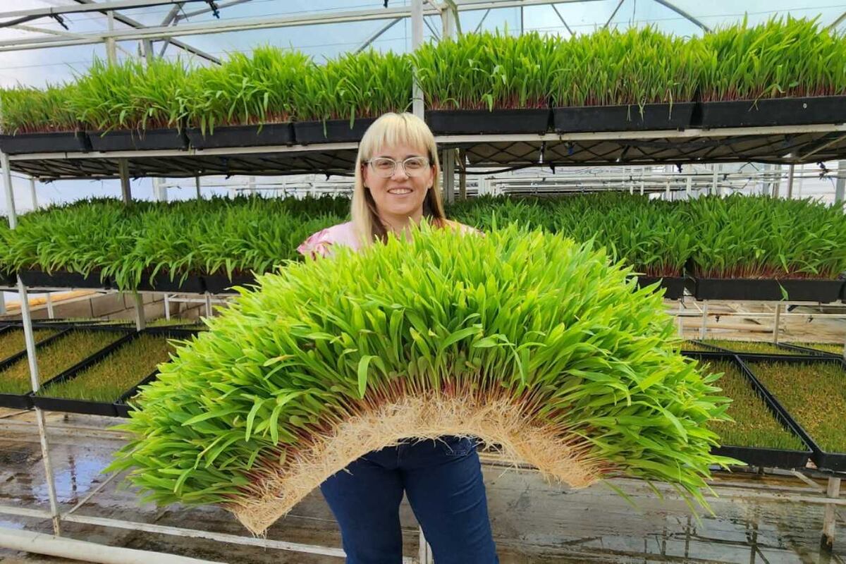 La cooperativa Churqui Cañada produce forraje verde hidropónico en el norte cordobés. (Churqui Cañada)