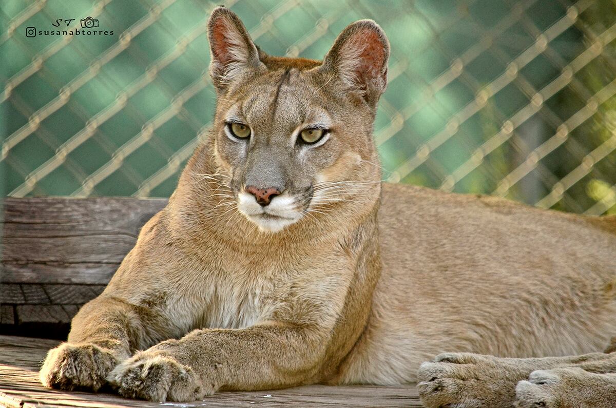 Pumas en la reserva cordobesa Pumakawa, en el Valle de Calamuchita. Fueron rescatados de mascotismo, sin chances de reinserción en su hábitat.