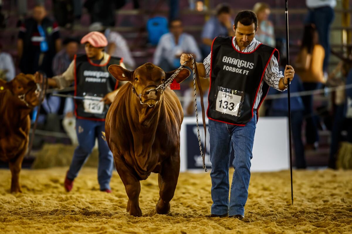 EXPOSICIONES. En el predio de la Sociedad Rural de Corrientes se llevará a cabo las exposiciones nacionales de la Razas ]Brangus, Braford, Brahman y Caballos Criollos. (Gentileza Expoagro)
