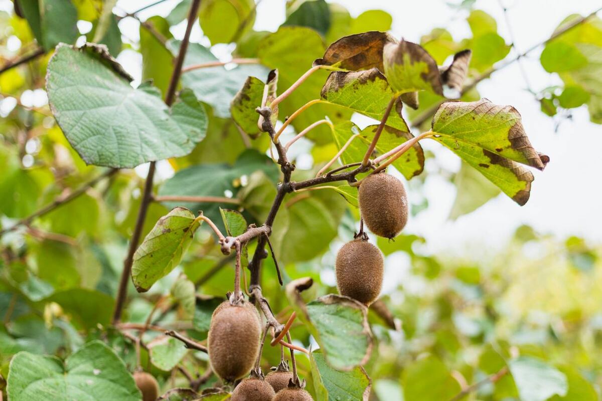 La fruta rica en nutrientes y antioxidantes, ideal para una dieta equilibrada y que hace feliz a las personas. (Freepik)
