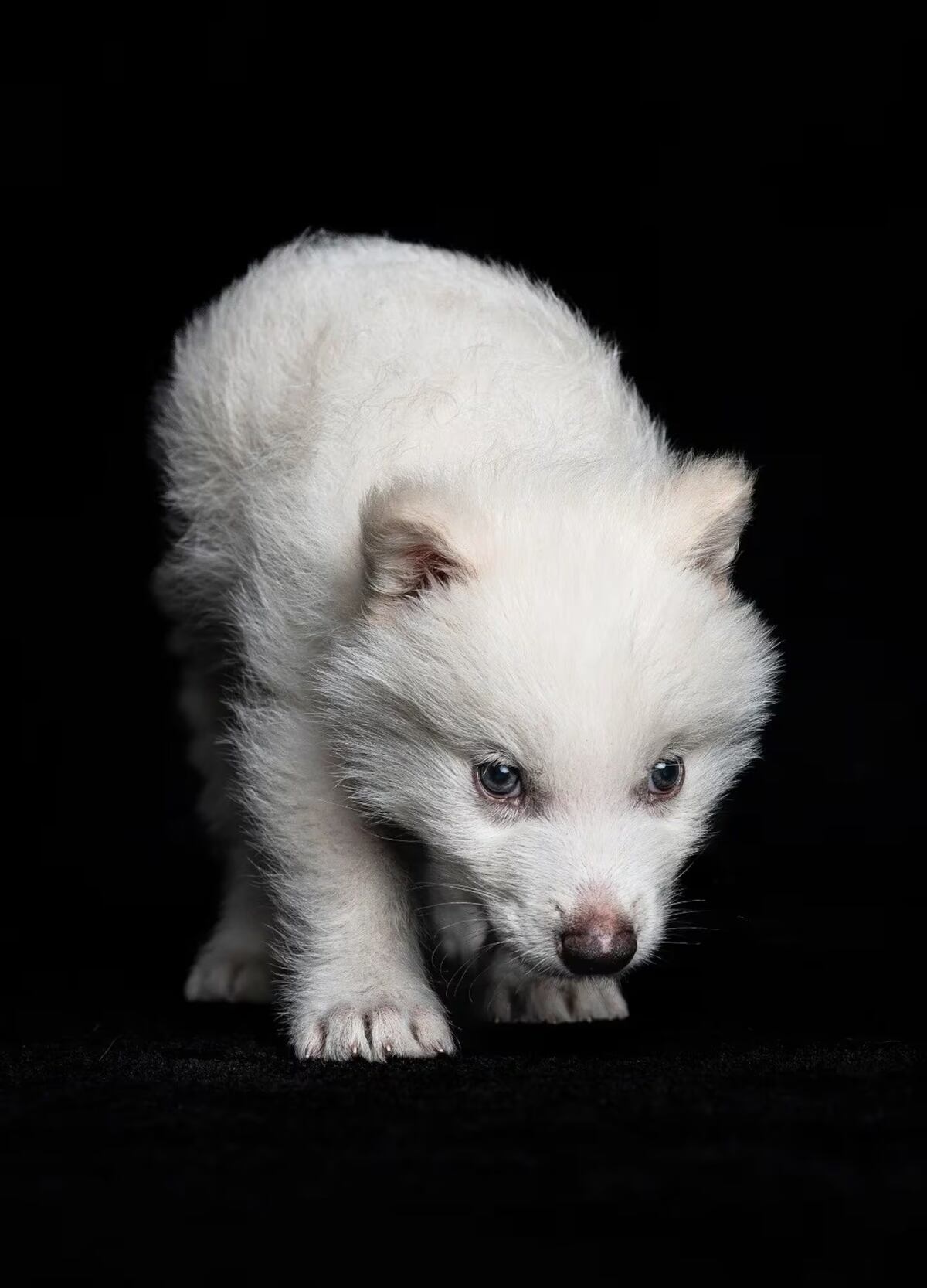 Los lobos terribles que nacieron en octubre. (Revista Times)