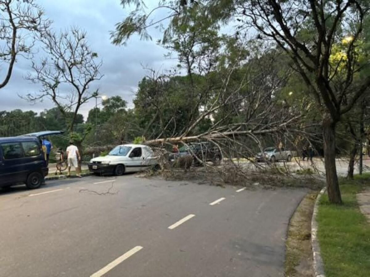 Tormenta en Córdoba. El viento provocó la caída de un árbol en el Parque Sarmiento. (Gentileza)
