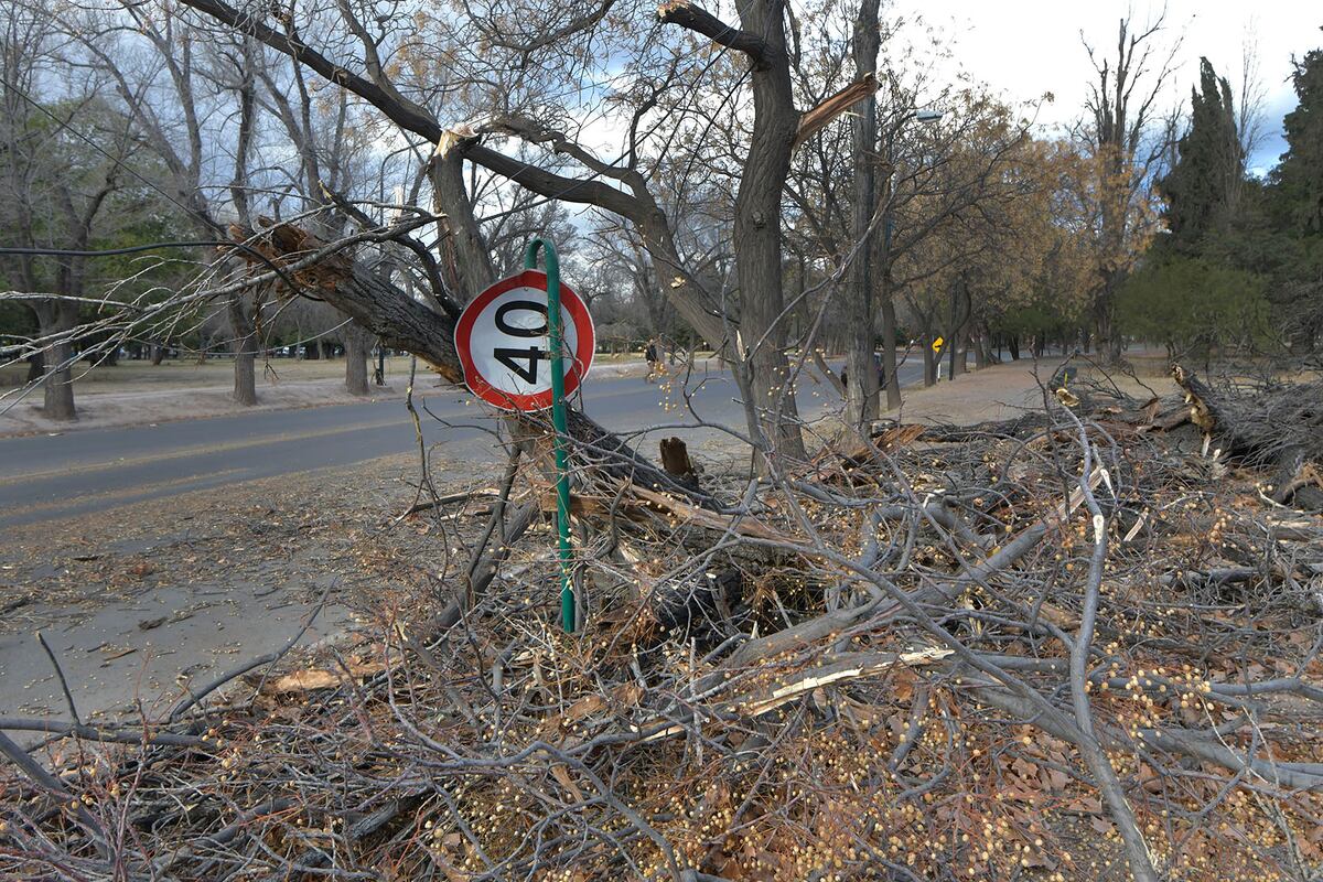Mendoza 19 Agosto de 2021 Sociedad
Día después del Viento Zonda.
En la foto, arboles y ramas caídas a metros de la entrada del Museo Cornelio MOyano n Mendoza presentó árboles caídos y mucho ramaje de vía pública.
Foto: Orlando Pelichotti