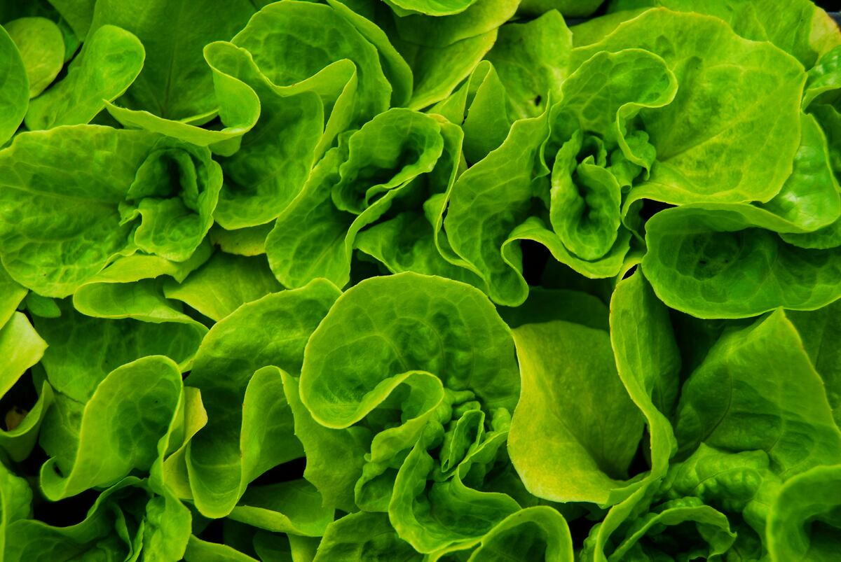 El truco viral para que la lechuga dure fresca por semanas en la heladera