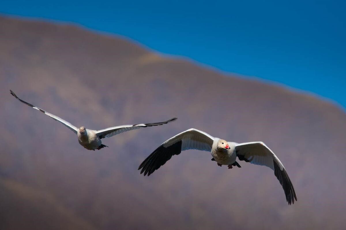Guayata. Una especie que solo habita en lugares altos y es posible verlos en Tucumán.