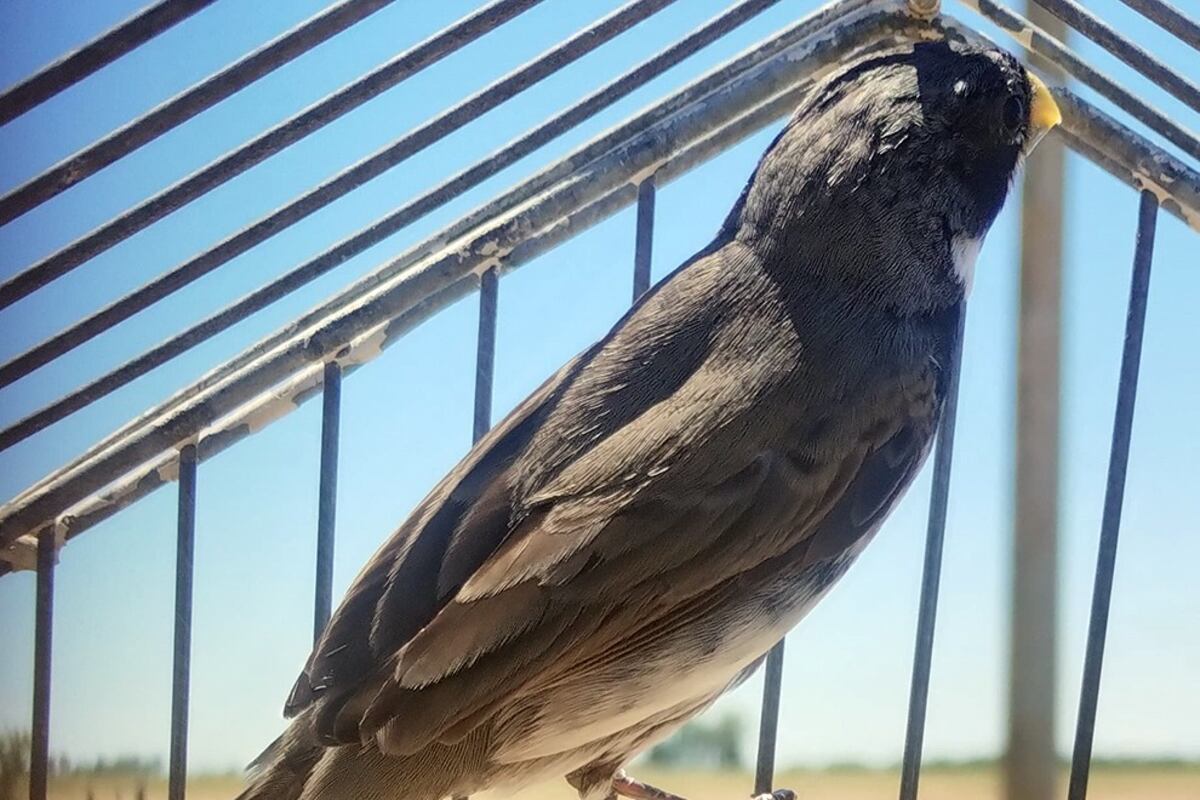 Rescataron dos monos tití pincel negro y 14 aves silvestres en un allanamiento en Córdoba. (Prensa Gobierno de Córdoba)