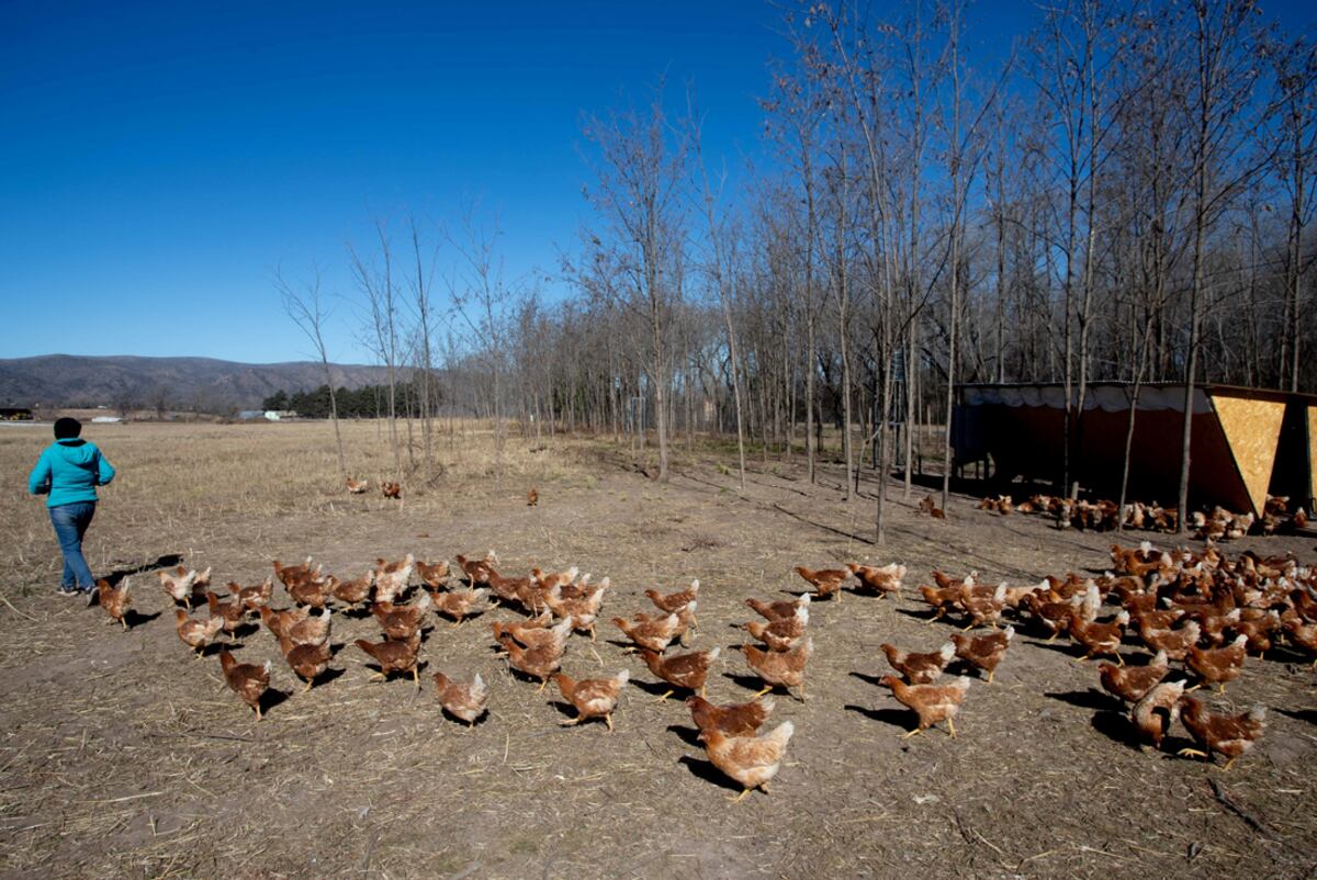La huerta suma una granja de gallinas ponedoras (La Voz)