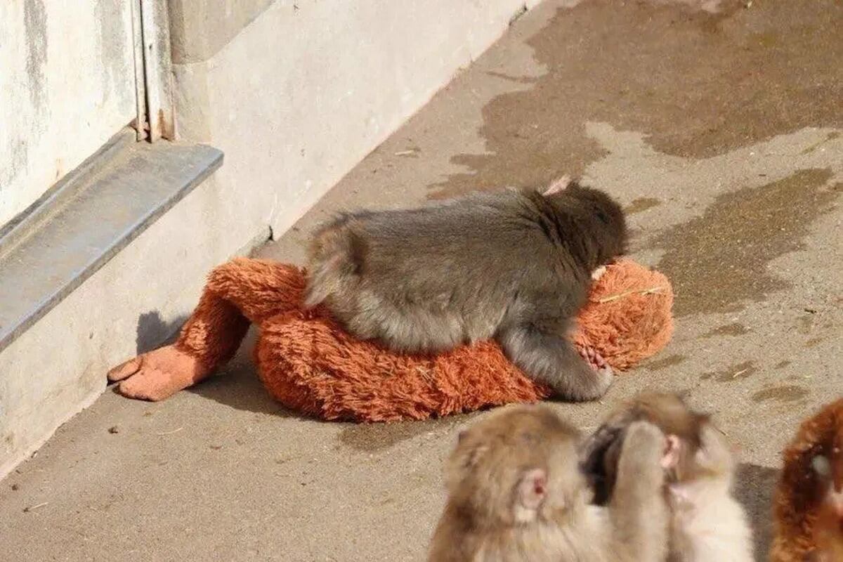 Punch, el mono viral que fue abandonado y encontró consuelo en un peluche.