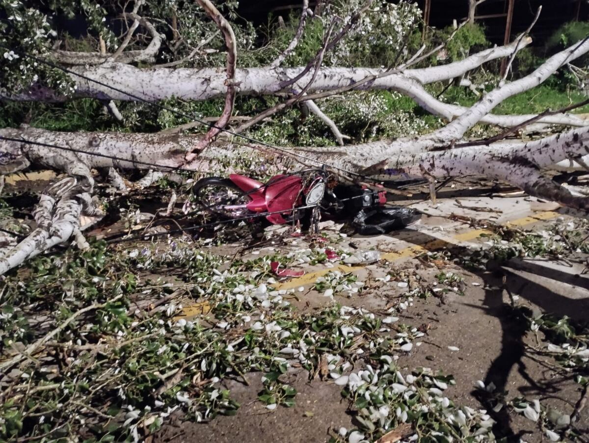 El pesado árbol cayó sobre una moto en la circulaban dos hermanos.