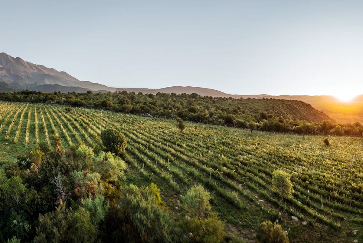 Los caminos del vino en Córdoba. Foto: Agencia Córdoba Turismo.